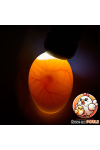 Mire Oeuf LED - Chick'A