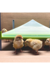 Plaque Chauffante Poussins Caleo 1400